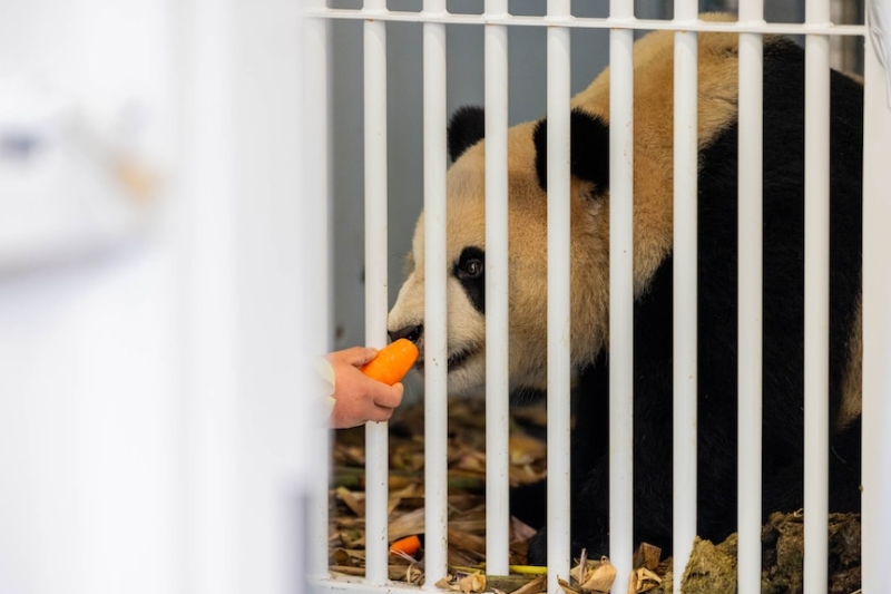 Giant pandas Xing Qiu and Yi Lan receive sweltering reception in Adelaide