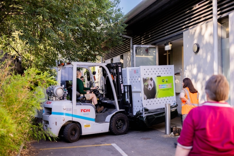 Giant pandas Xing Qiu and Yi Lan receive sweltering reception in Adelaide