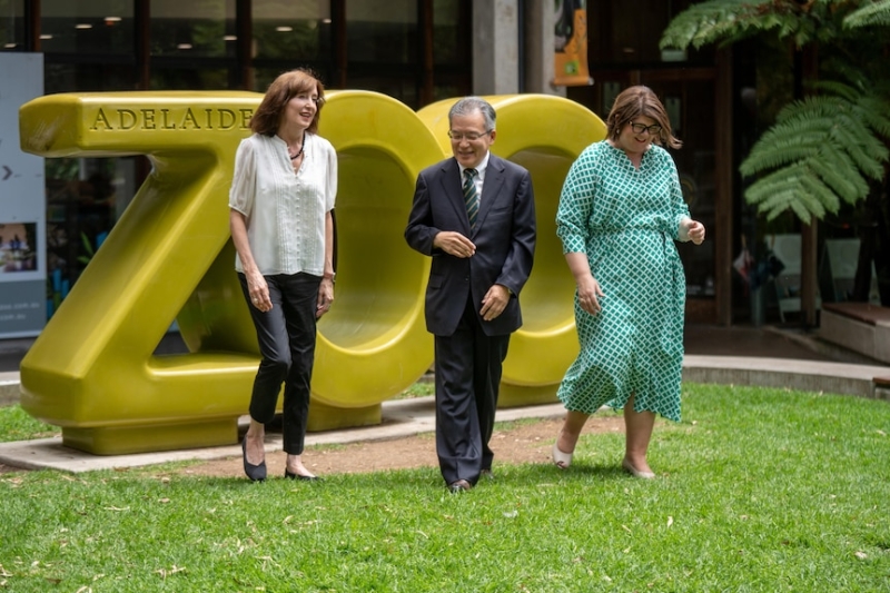 Giant pandas Xing Qiu and Yi Lan receive sweltering reception in Adelaide