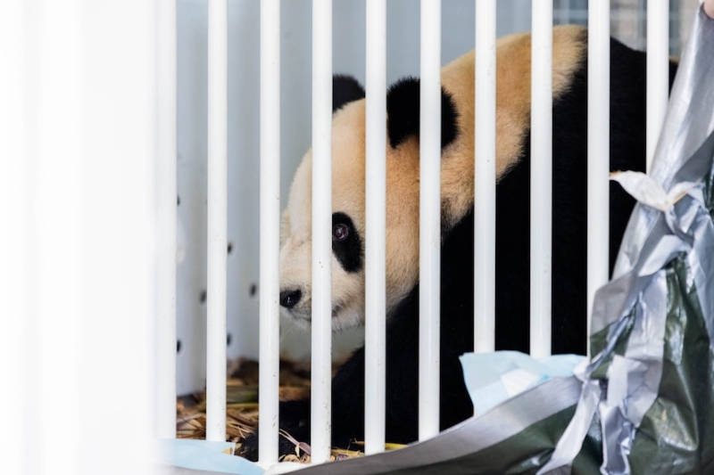 Giant pandas Xing Qiu and Yi Lan receive sweltering reception in Adelaide