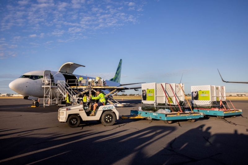 Giant pandas Xing Qiu and Yi Lan receive sweltering reception in Adelaide