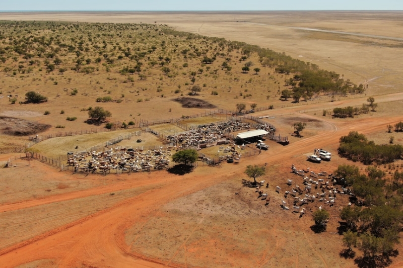 Graziers oppose WA government's plan to reform pastoral leases