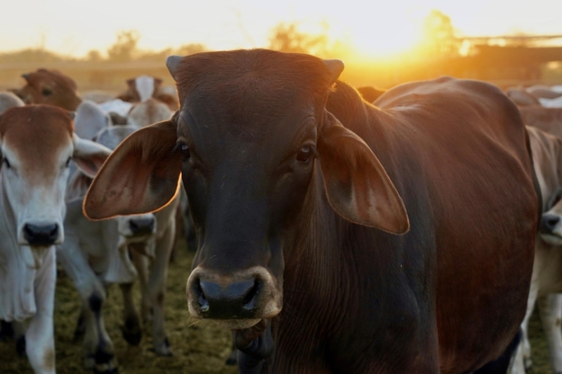 Graziers oppose WA government's plan to reform pastoral leases