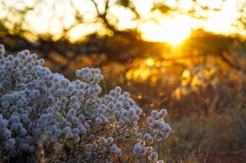 Graziers oppose WA government's plan to reform pastoral leases