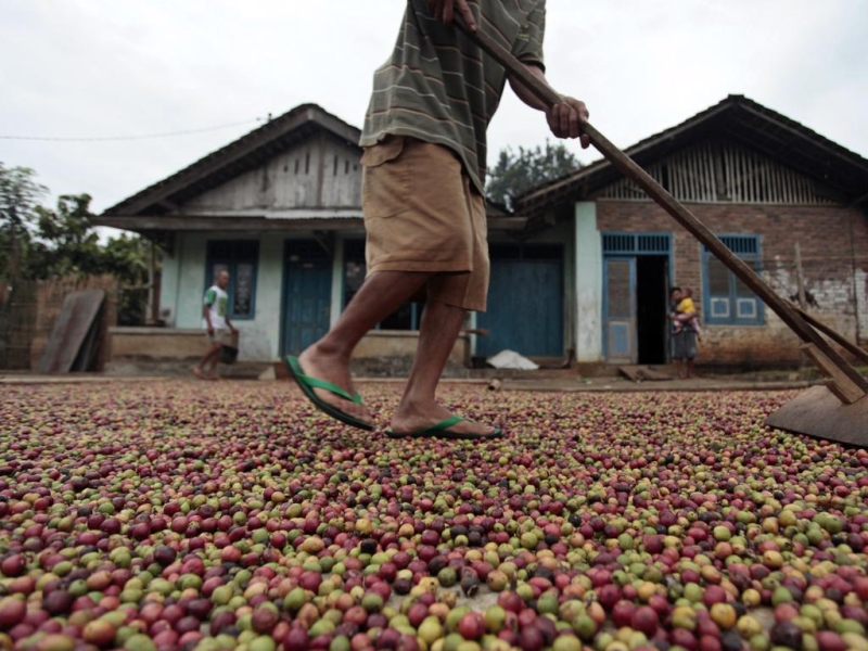 Inflation to hit cafes: Coffee prices set to skyrocket following extreme weather