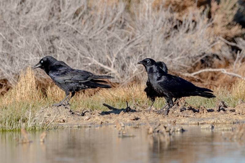 Is this a crow or a raven? Birding Tips: How to Identify Corvids