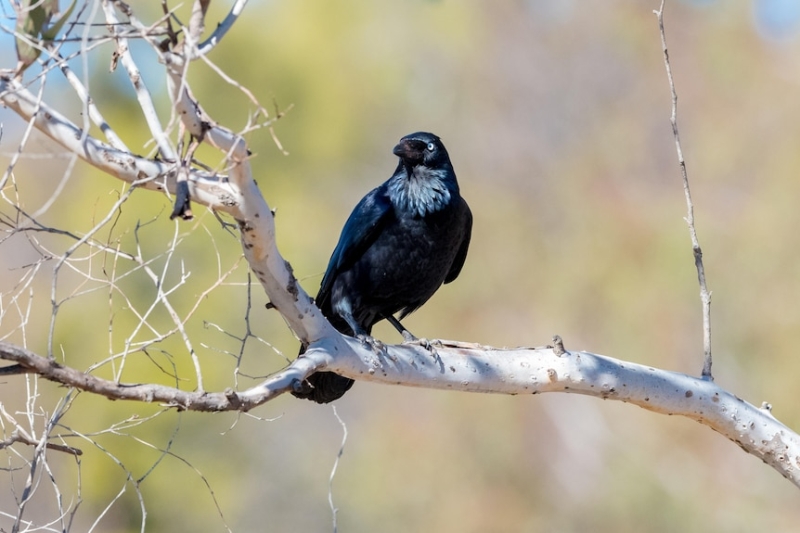 Is this a crow or a raven? Birding Tips: How to Identify Corvids