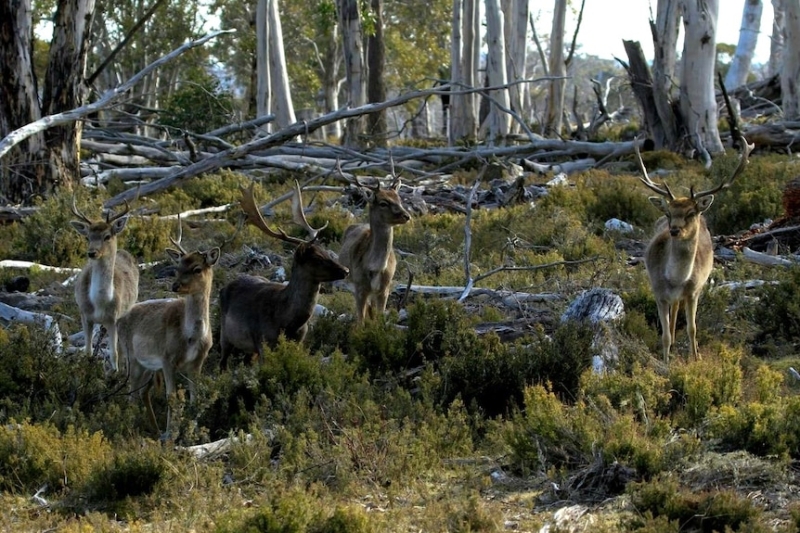 Should invasive wild boar, goat and venison become a bigger part of our diet?