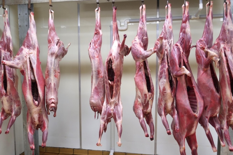 Should invasive wild boar, goat and venison become a bigger part of our diet?