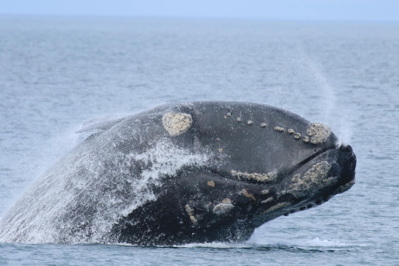 Southern right whales' life span rises as study reveals blow to northern species