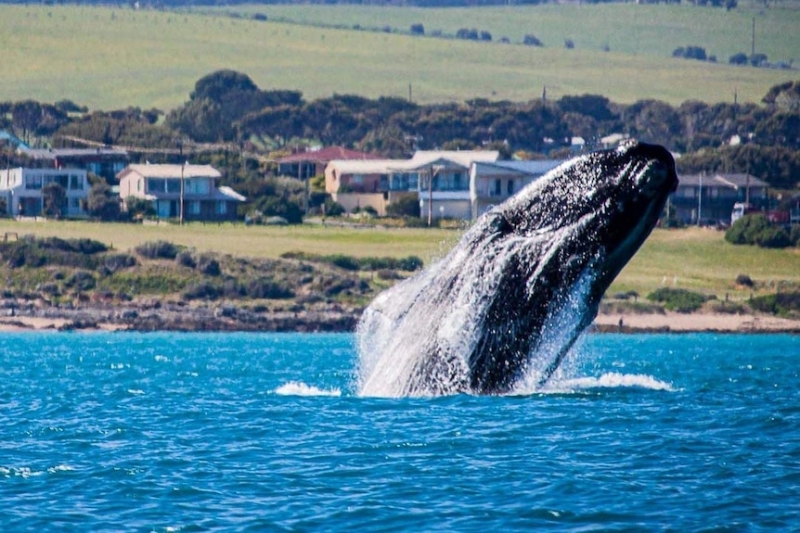 Southern right whales' life span rises as study reveals blow to northern species