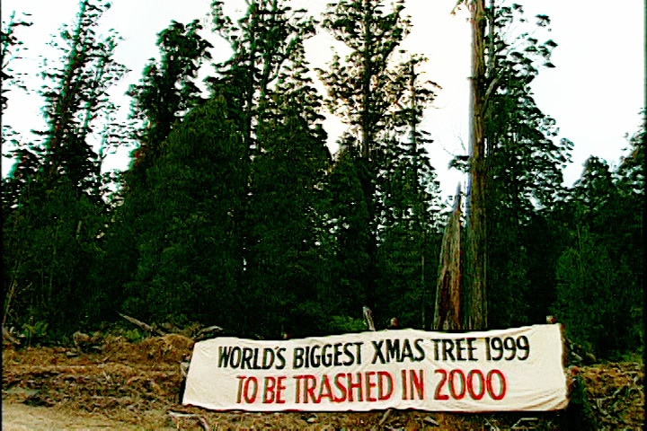 The audacious plan to decorate the world's tallest Christmas tree in remote Tasmania