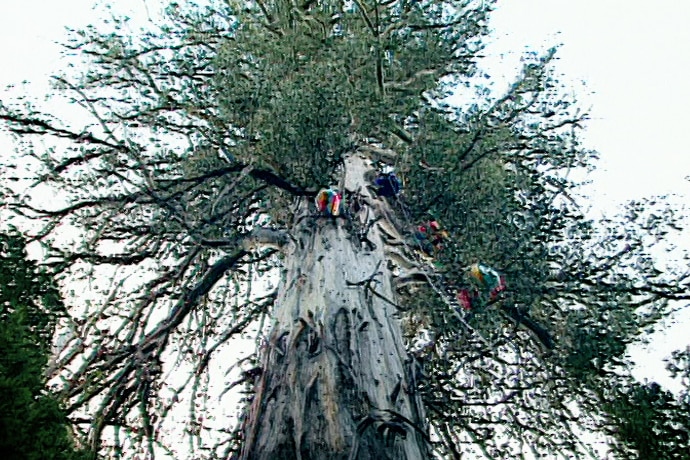 The audacious plan to decorate the world's tallest Christmas tree in remote Tasmania