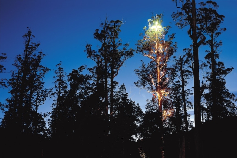 The audacious plan to decorate the world's tallest Christmas tree in remote Tasmania