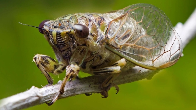 Why cicadas seem so much louder this year