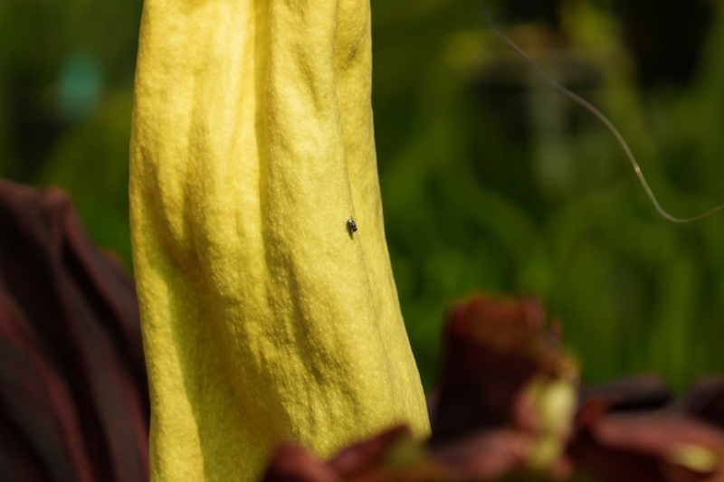 Corpse flower blooms at Canberra's Australian National Botanic Gardens for the first time