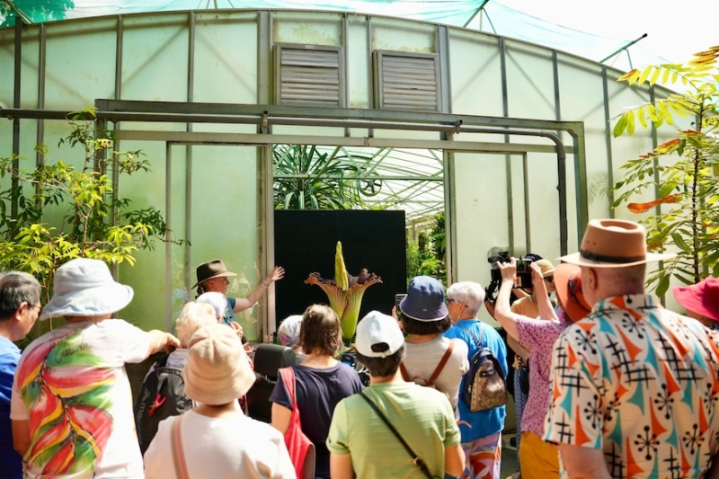 Corpse flower blooms at Canberra's Australian National Botanic Gardens for the first time