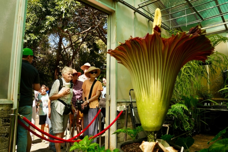 Corpse flower blooms at Canberra's Australian National Botanic Gardens for the first time