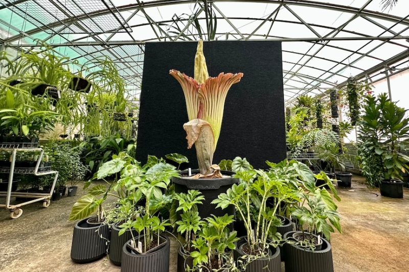 Corpse flower blooms at Canberra's Australian National Botanic Gardens for the first time