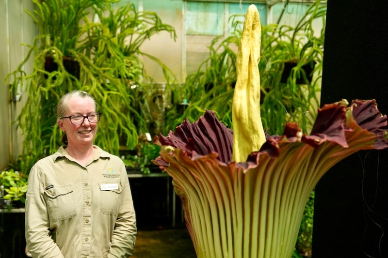 Corpse flower blooms at Canberra's Australian National Botanic Gardens for the first time