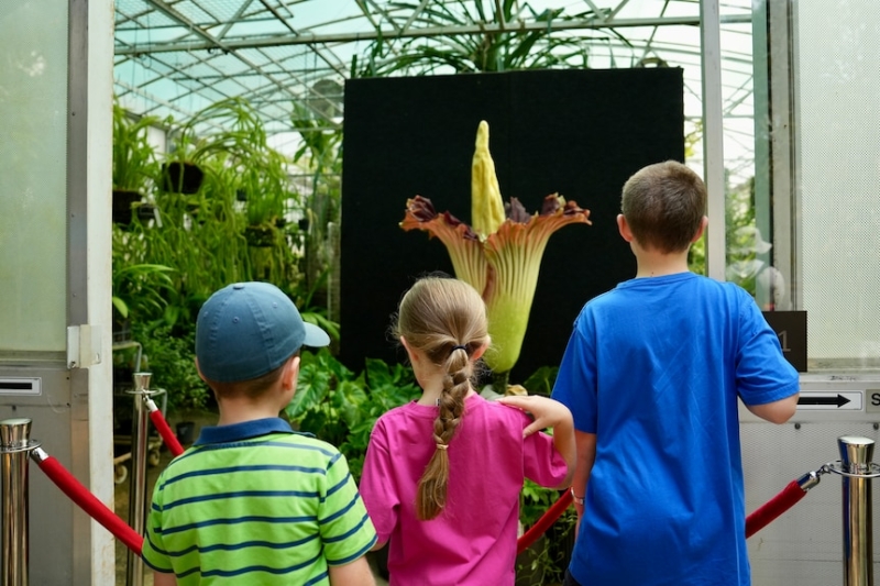 Corpse flower blooms at Canberra's Australian National Botanic Gardens for the first time