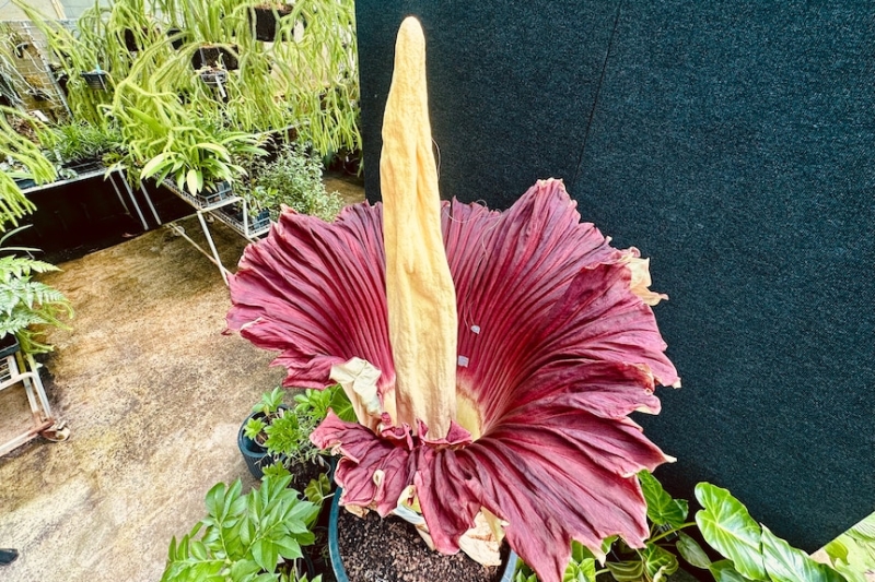 Corpse flower blooms at Canberra's Australian National Botanic Gardens for the first time