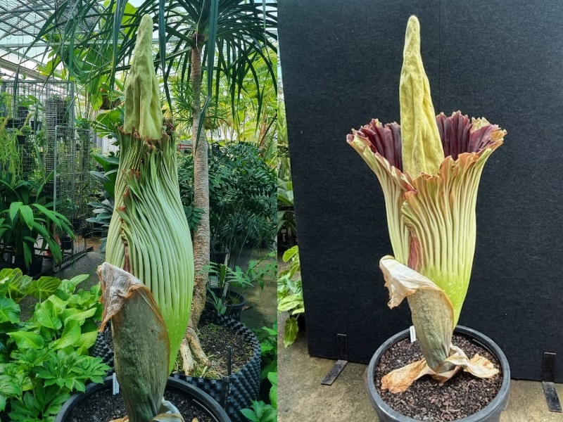 Corpse flower blooms at Canberra's Australian National Botanic Gardens for the first time