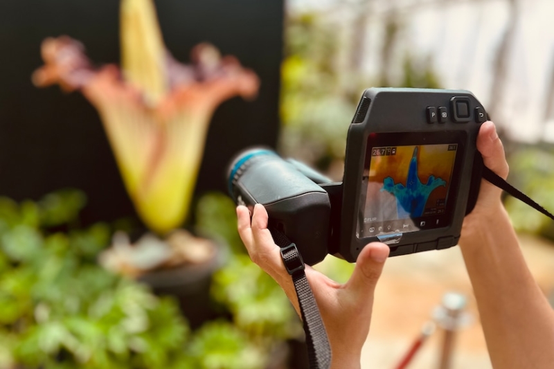 Corpse flower blooms at Canberra's Australian National Botanic Gardens for the first time