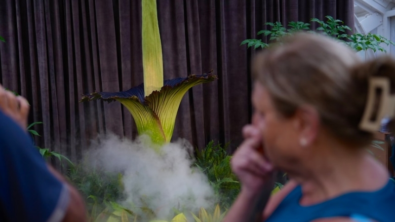 Corpse flower blooms at Canberra's Australian National Botanic Gardens for the first time