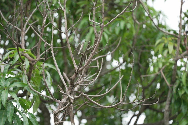 Darwin researchers discover cause of mysterious mango twig tip dieback disease