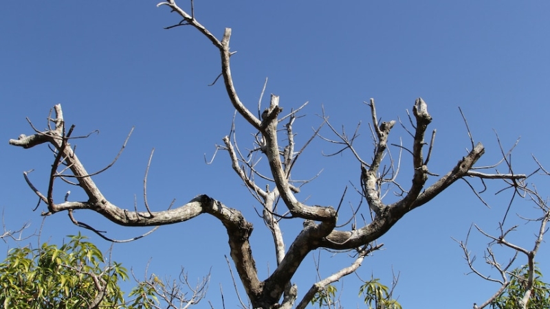 Darwin researchers discover cause of mysterious mango twig tip dieback disease