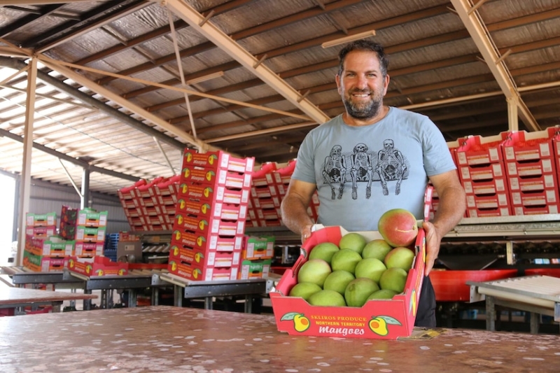 Darwin researchers discover cause of mysterious mango twig tip dieback disease