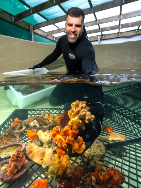 Deep-sea sponge trial nurseries in Apollo Marine Park hope to restock oceans