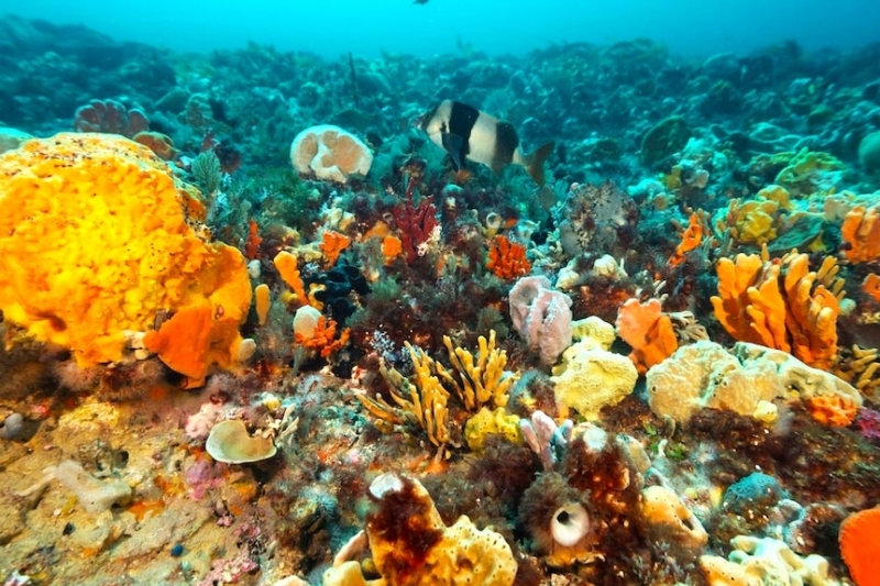 Deep-sea sponge trial nurseries in Apollo Marine Park hope to restock oceans