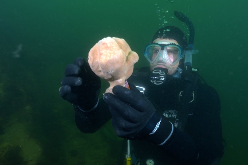 Deep-sea sponge trial nurseries in Apollo Marine Park hope to restock oceans