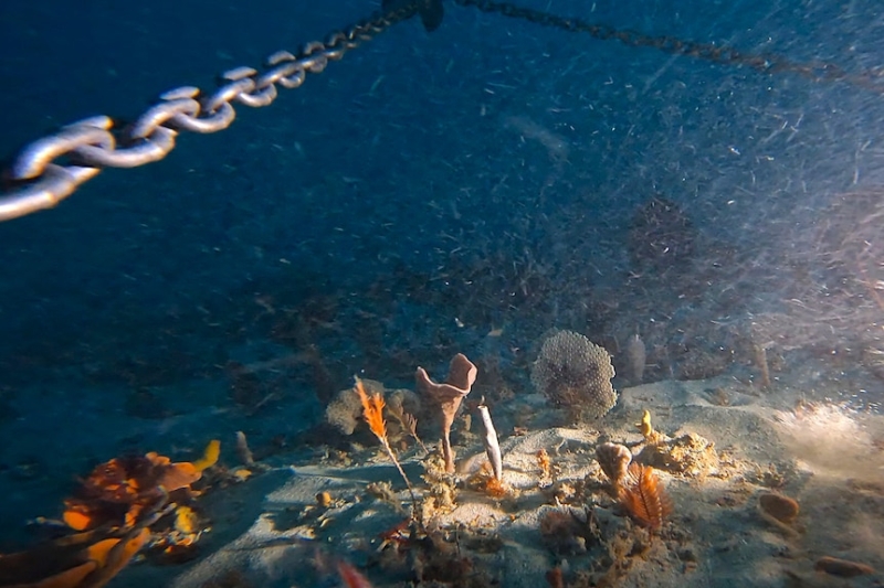 Deep-sea sponge trial nurseries in Apollo Marine Park hope to restock oceans