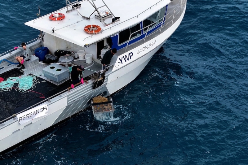 Deep-sea sponge trial nurseries in Apollo Marine Park hope to restock oceans