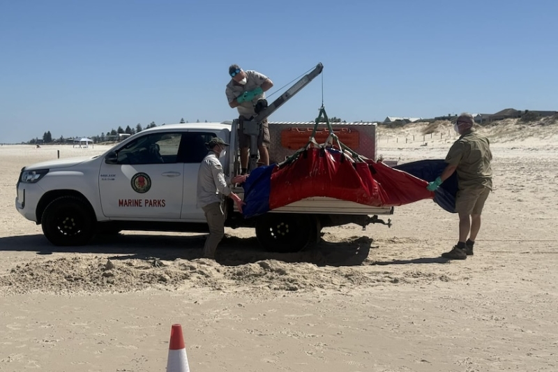 Dwarf sperm whale carcass washes up on West Beach days after 'very rare' sighting