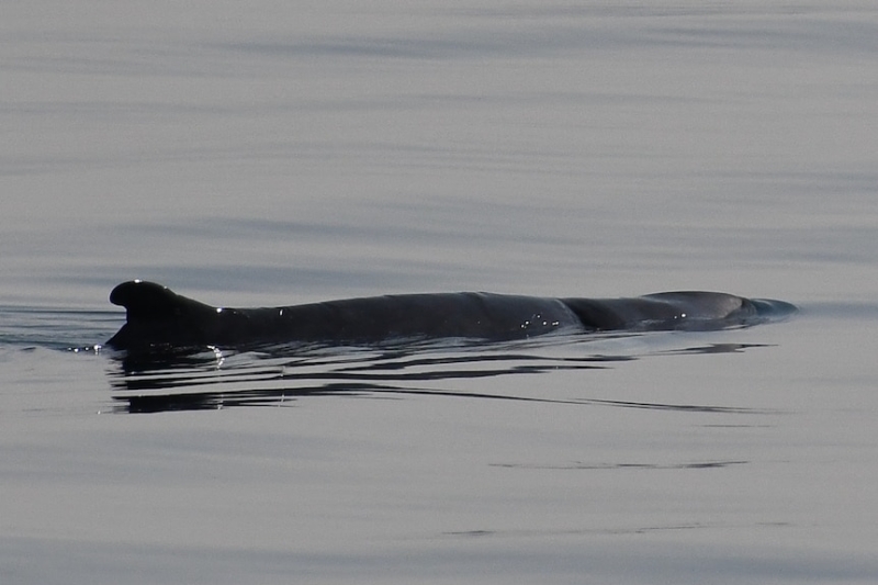 Dwarf sperm whale carcass washes up on West Beach days after 'very rare' sighting