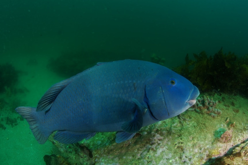 Eastern blue groper fishing ban extended despite stocks in NSW