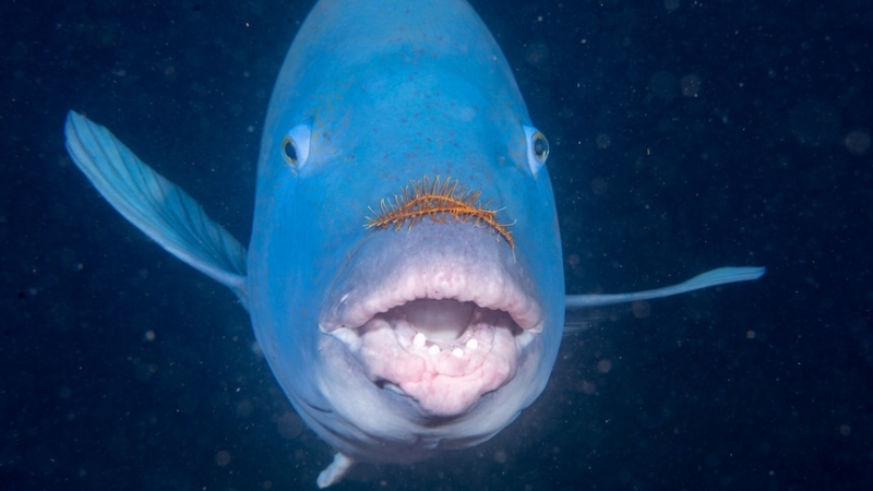 Eastern blue groper fishing ban extended despite stocks in NSW