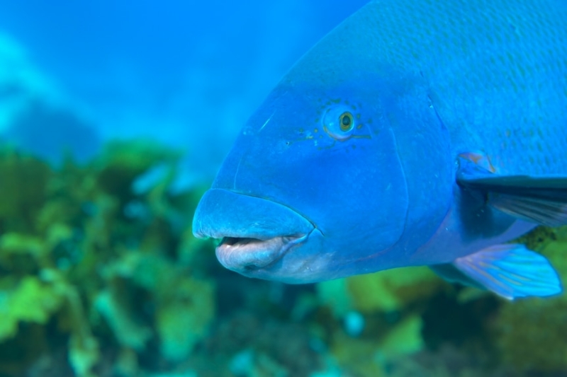 Eastern blue groper fishing ban extended despite stocks in NSW