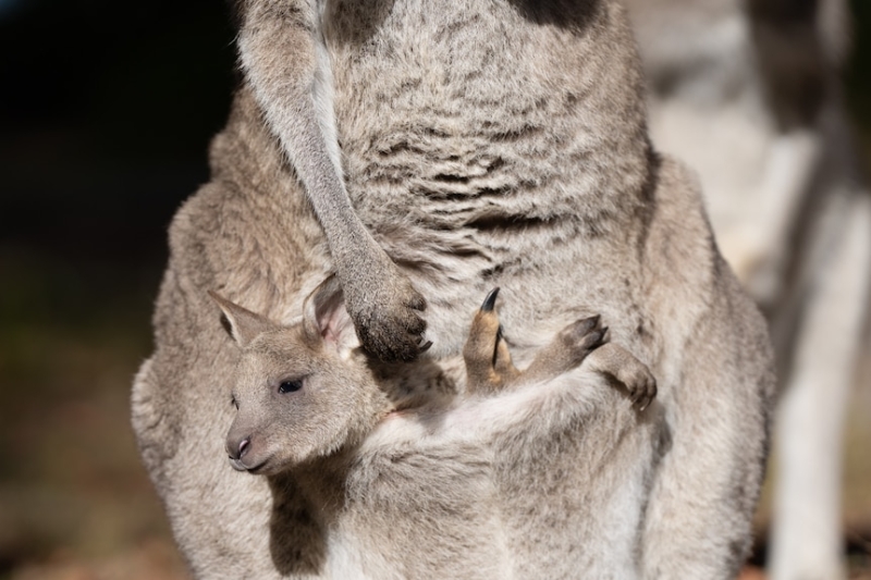 Scientists have successfully produced the first kangaroo embryo through IVF