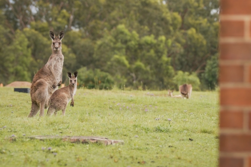 Scientists have successfully produced the first kangaroo embryo through IVF