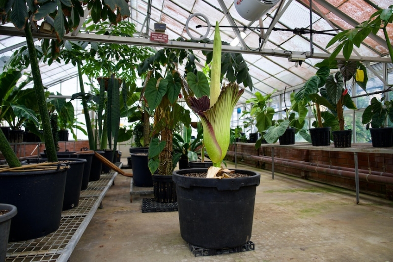 Second stinky corpse flower blooms in private at Botanic Gardens of Sydney