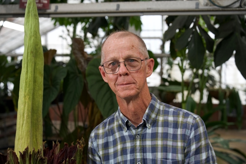 Second stinky corpse flower blooms in private at Botanic Gardens of Sydney