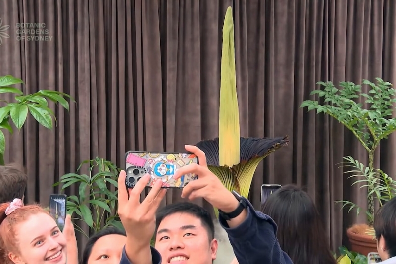 Second stinky corpse flower blooms in private at Botanic Gardens of Sydney