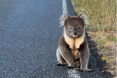 AI used to protect koalas from being hit on south-west Sydney roads