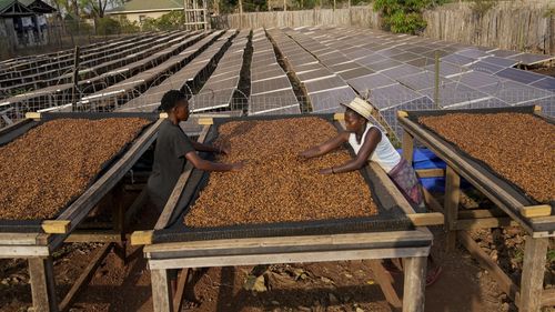 As warming climate hammers coffee crops, this rare bean may someday be your brew