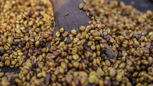 As warming climate hammers coffee crops, this rare bean may someday be your brew